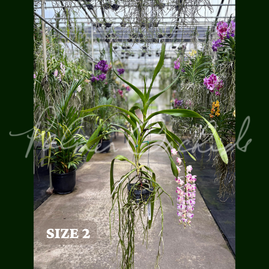 Aerides lawrenceae Palmer Orchids size 2.png