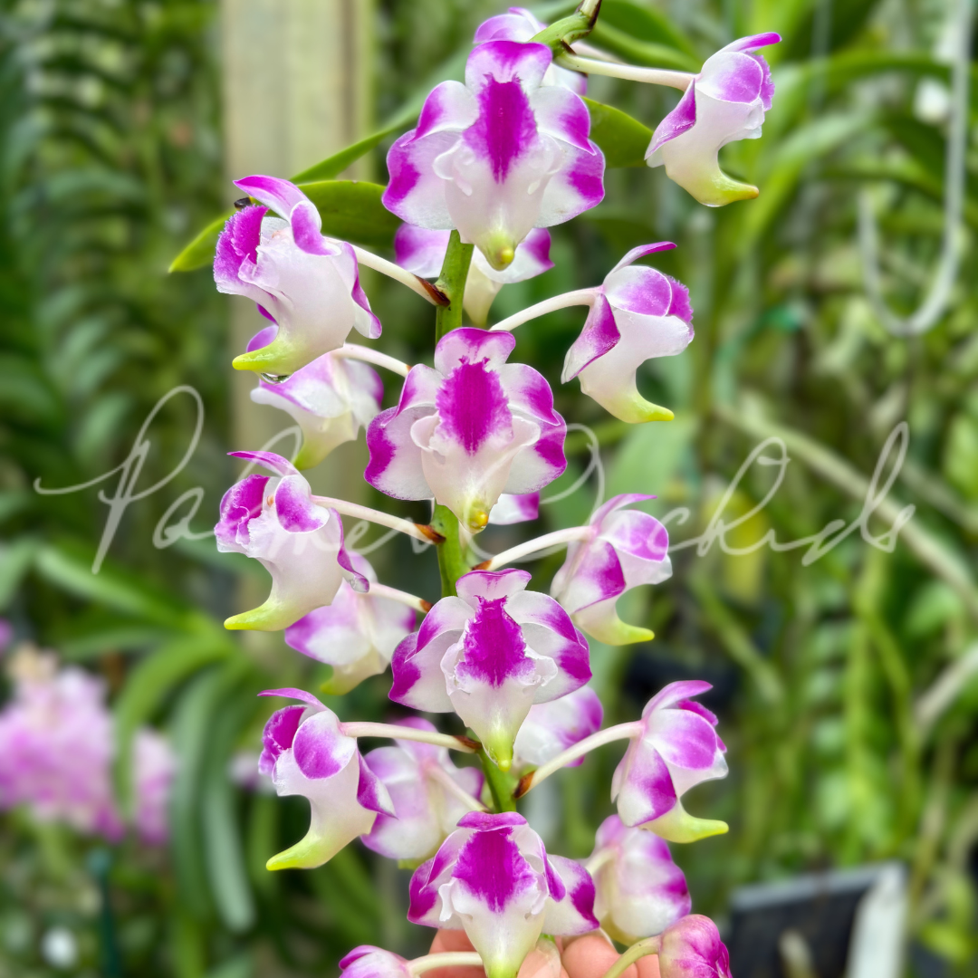 Aerides lawrenceae Palmer Orchids 5.png