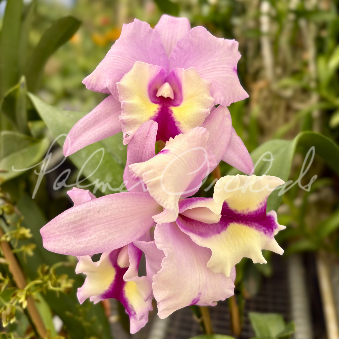 Rth. Schear Happiness 2.png