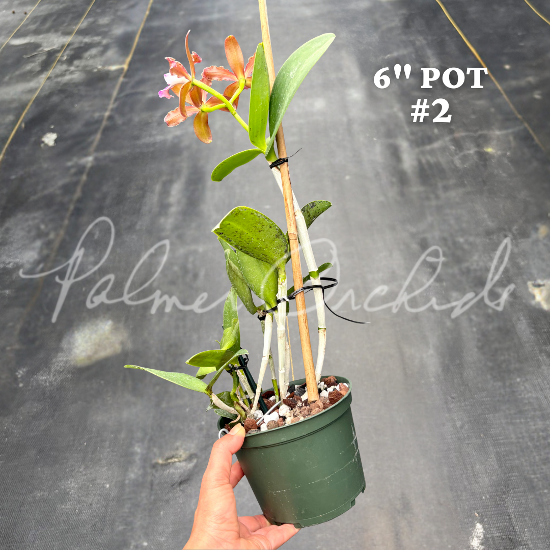 Cattleya tigrina (albina x alba) 5.png