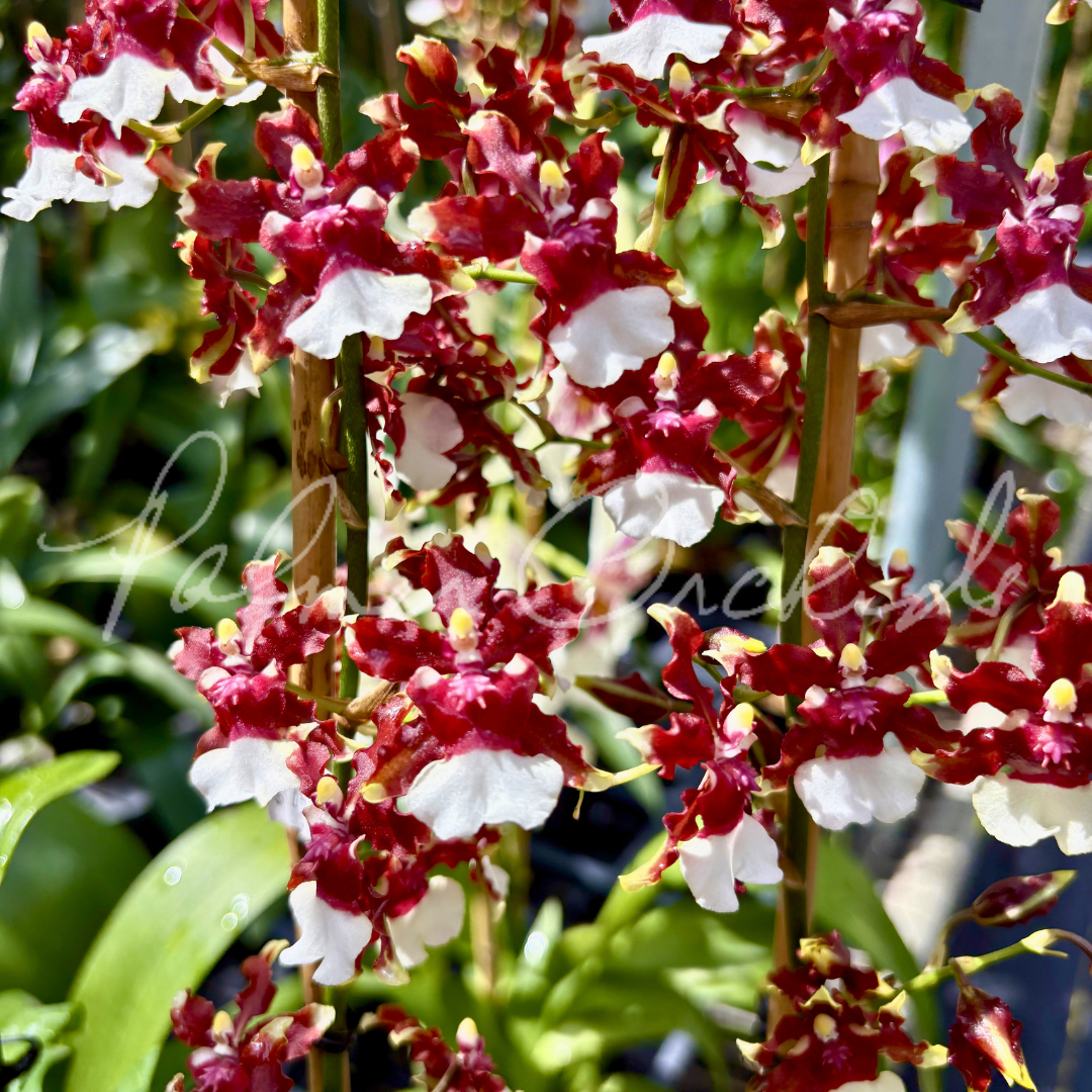 Onc. Aka Baby 'Raspberry Chocolate'