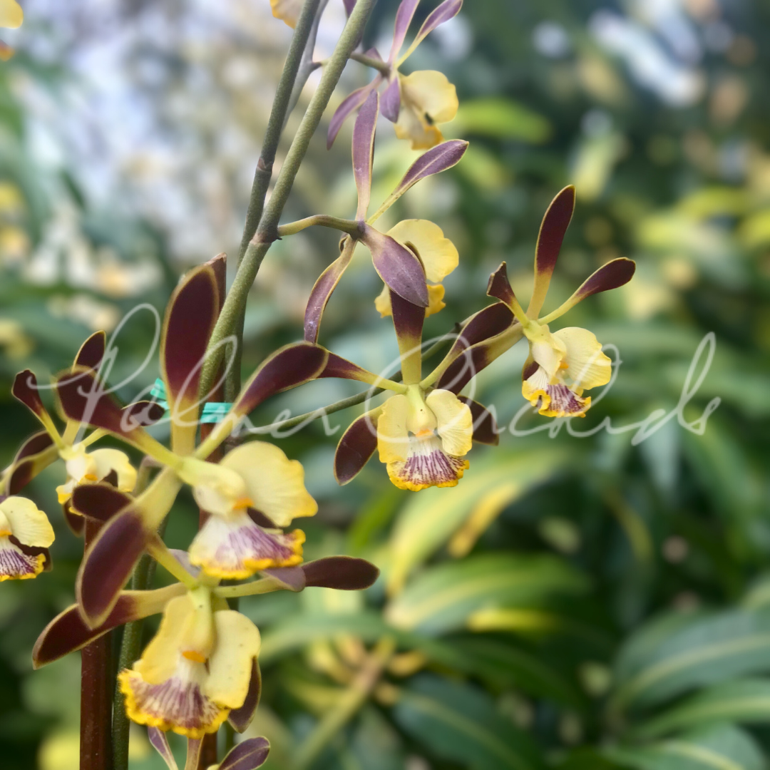 Encyclia alata 2.png
