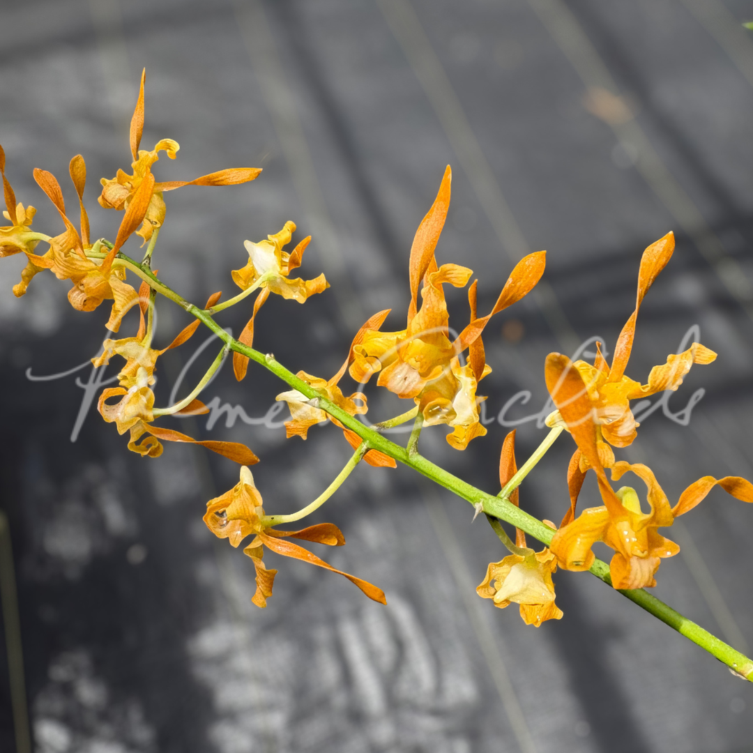 Dendrobium tangerinum Palmer Orchids 3.png