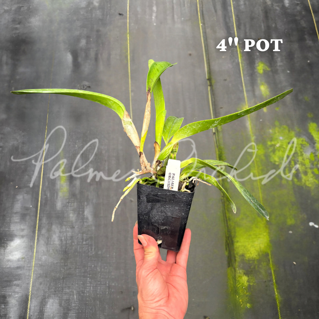 Laelia tenebrosa Palmer Orchids 4 inch 1.png