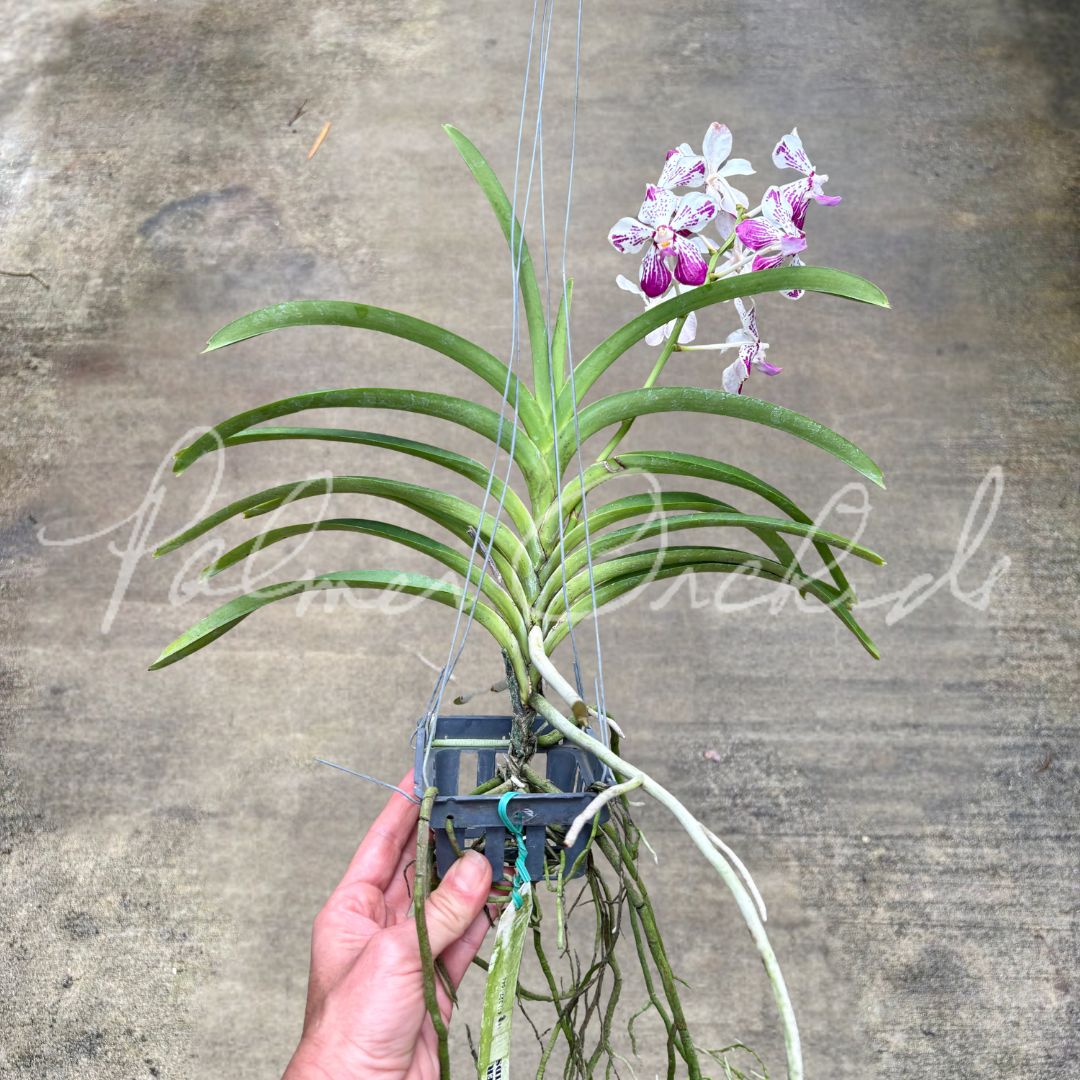 Vanda Saidah Nafisah 9.png
