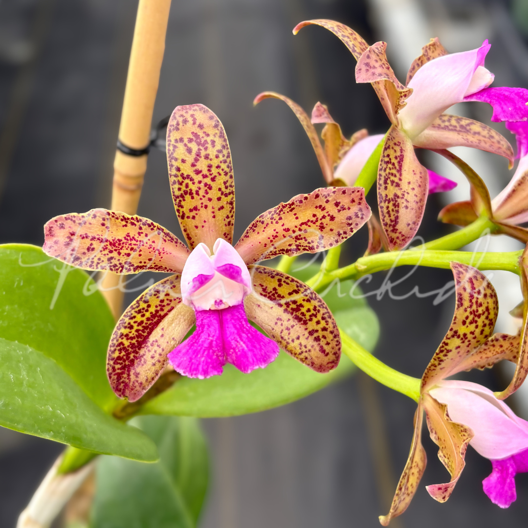 Cattleya tigrina (albina x alba) 2.png