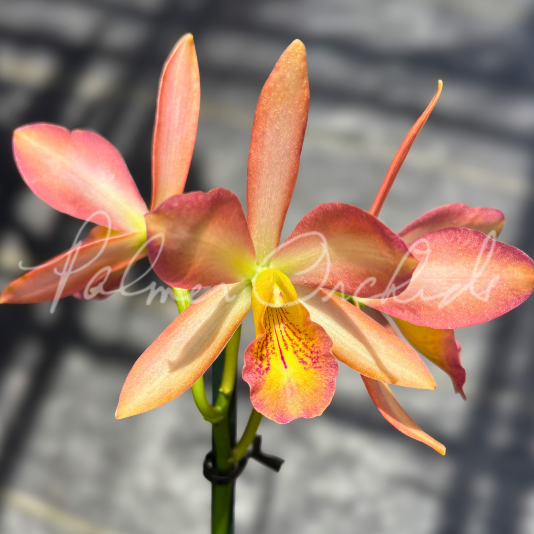 Rth. Carolina Orange D'Or x Gcy. Kyoguchi
