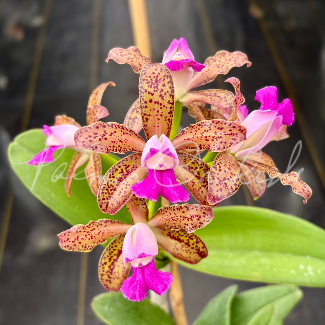 Cattleya tigrina (albina x alba)