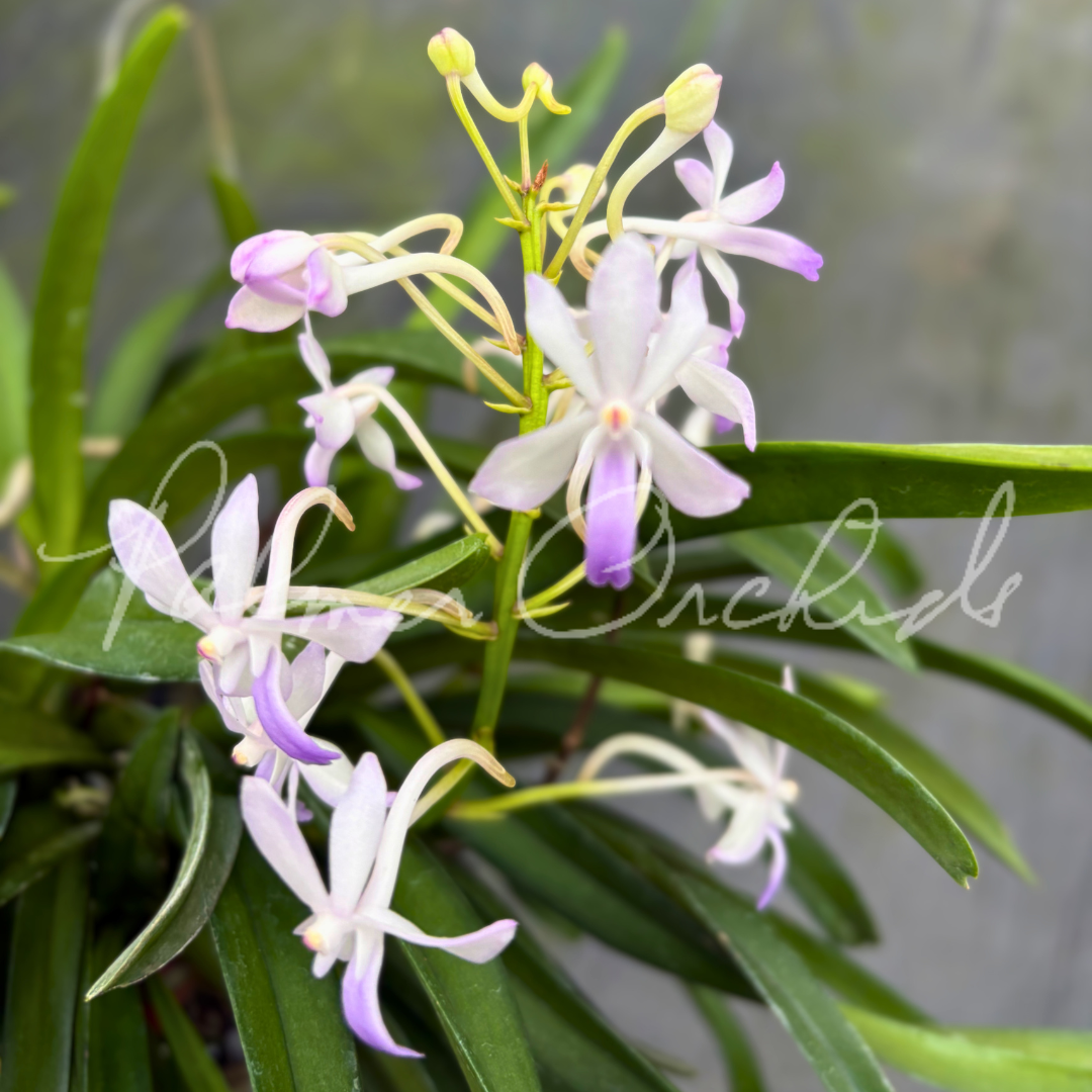 Vanda Fuchs Ocean Spray