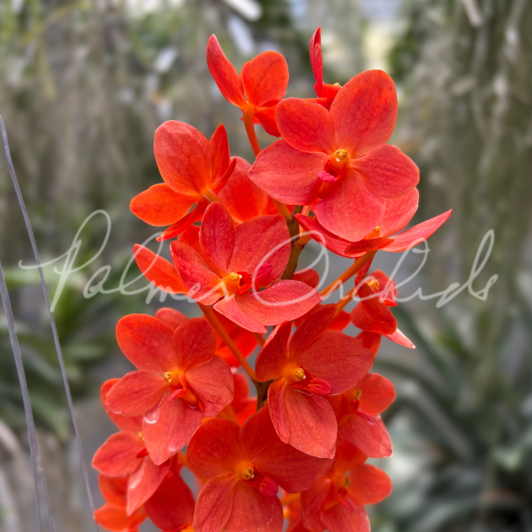 Rntda. Jairak Orange Palmer Orchids 2.png