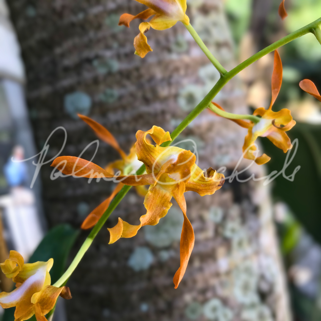 Dendrobium tangerinum Palmer Orchids 2.png
