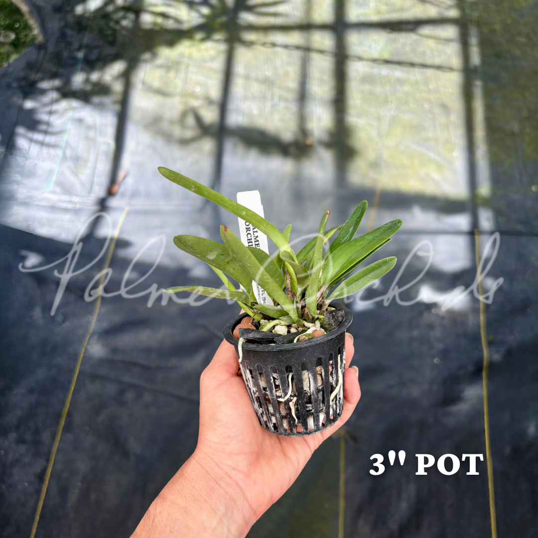 Cattleya maxima coerulea - Palmer Orchids 5.png