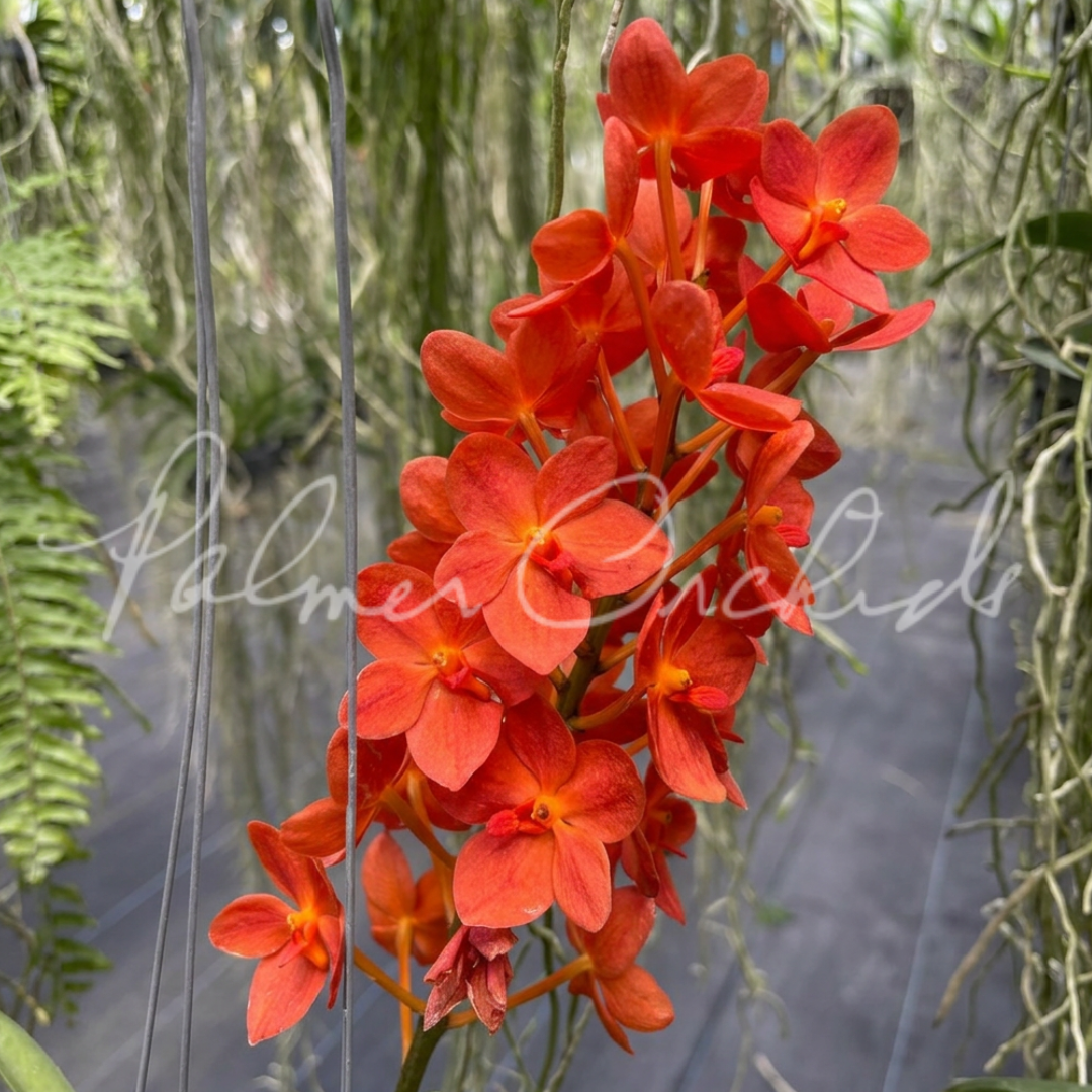 Rntda. Jairak Orange Palmer Orchids 1.png