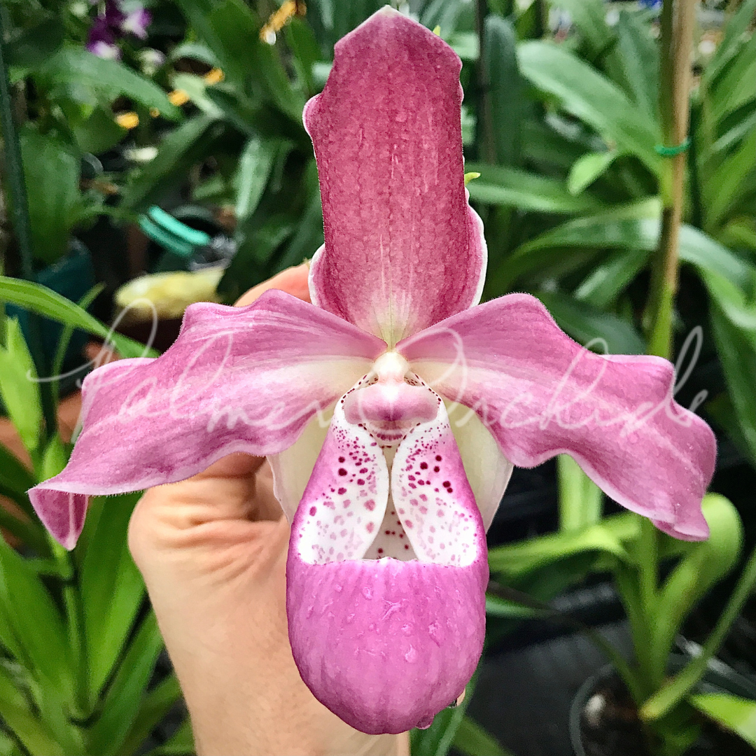 Phrag. Incan Treasure 2.png