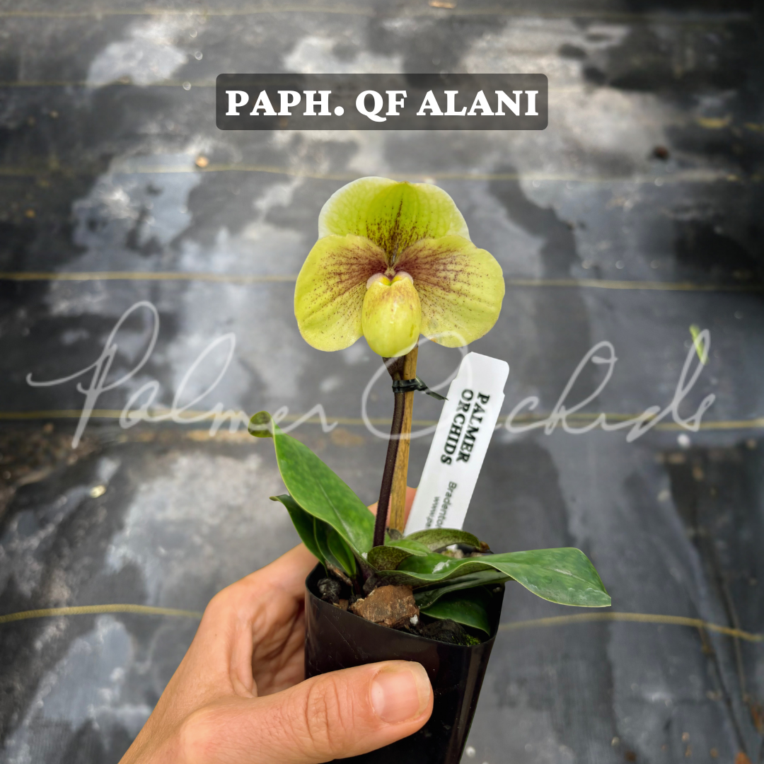 Paph. QF Alani (Paph. Greyi x Paph. Topaz Charm)