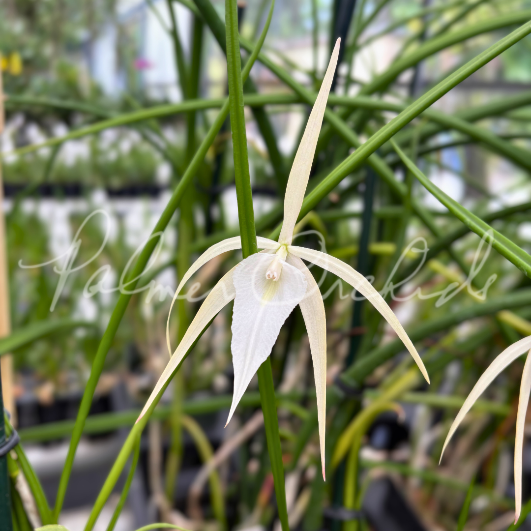 Brassavola SVO Crazyarachno (Brassavola perrinii × Brassavola appendiculata) 7.png