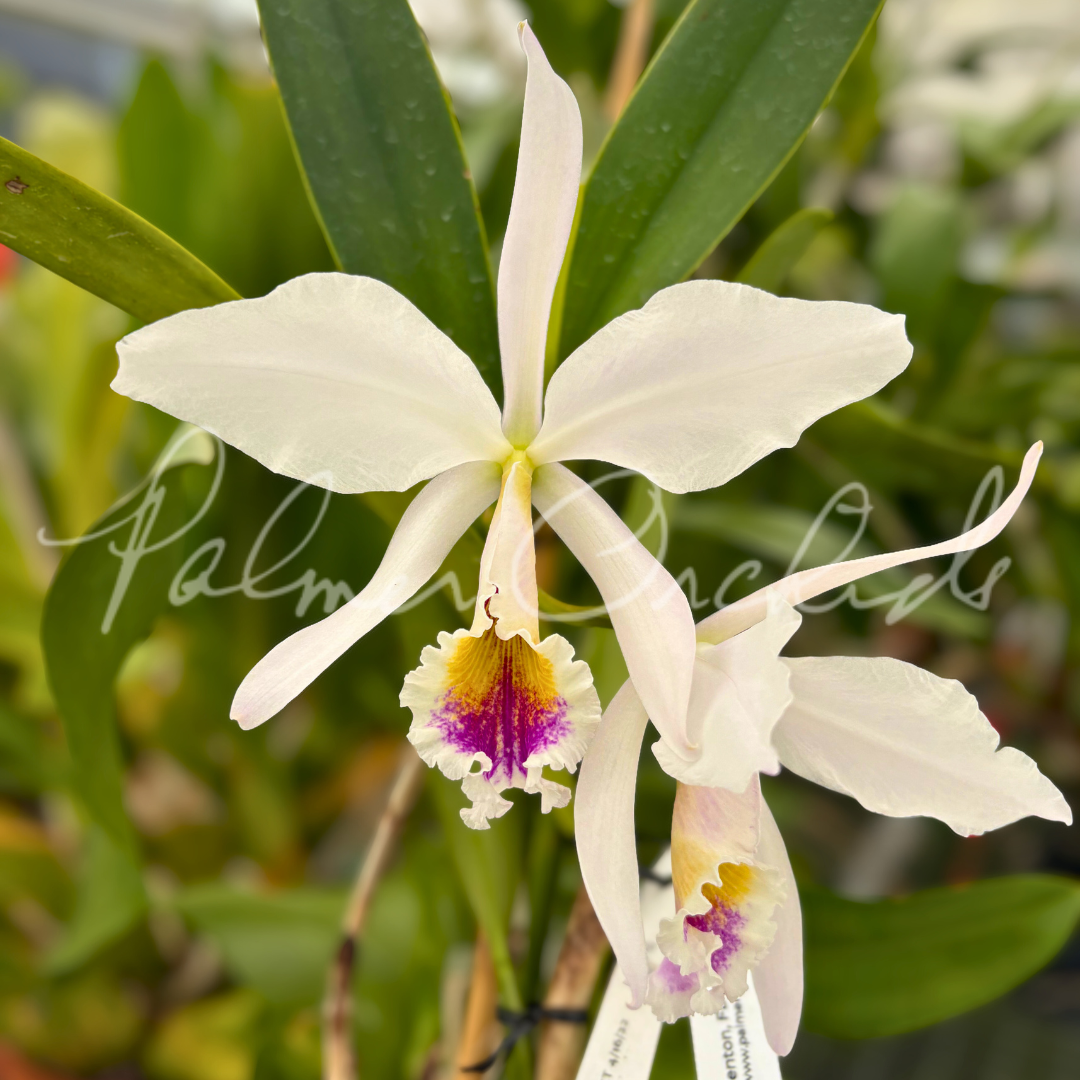 Cattleya jenmanii semi-alba 1.png
