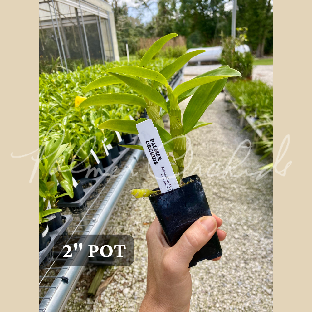 Nobile-Type Dendrobium 4-Pack — Palmer Orchids