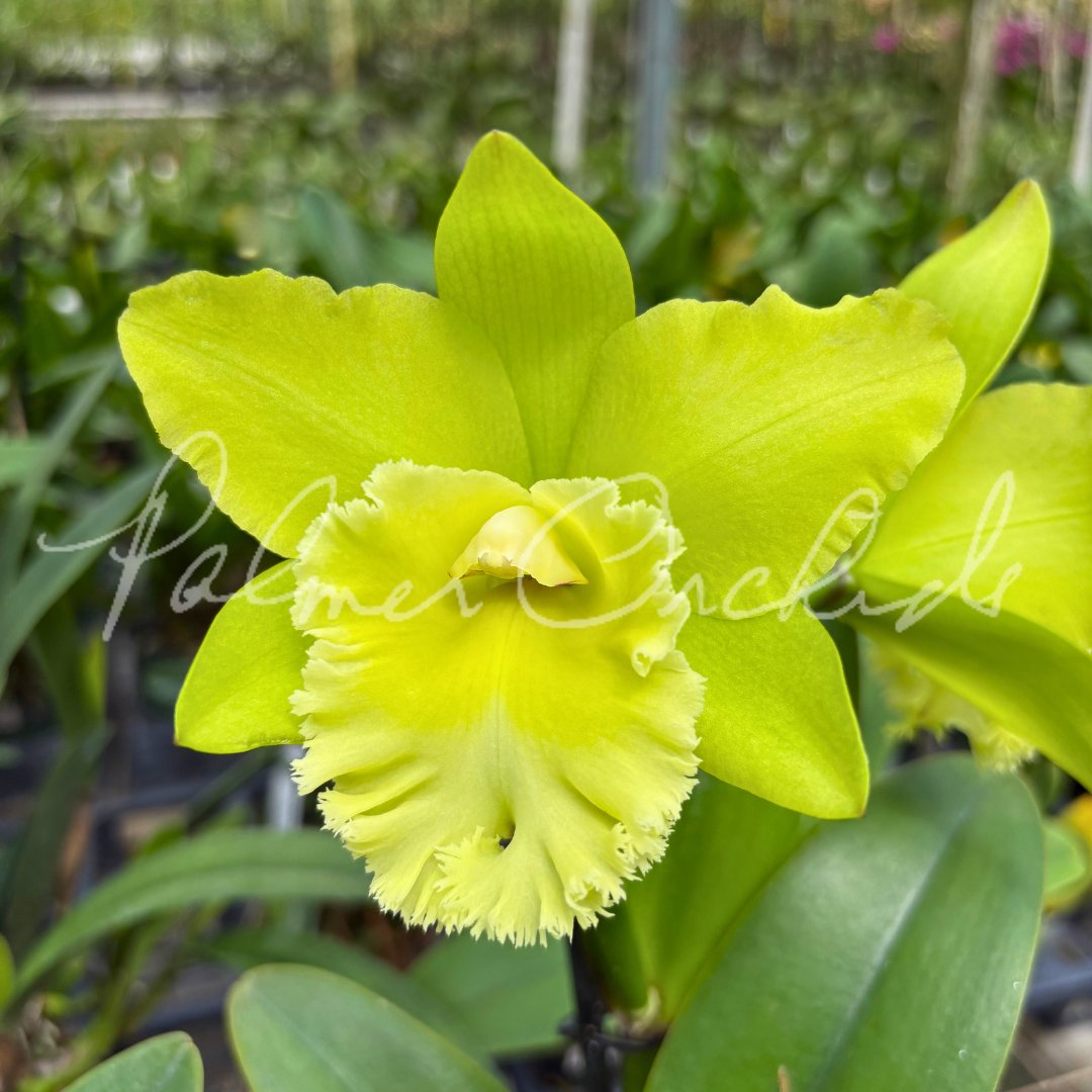 Rlc Prada Green Deluxe Palmer Orchids 2.png