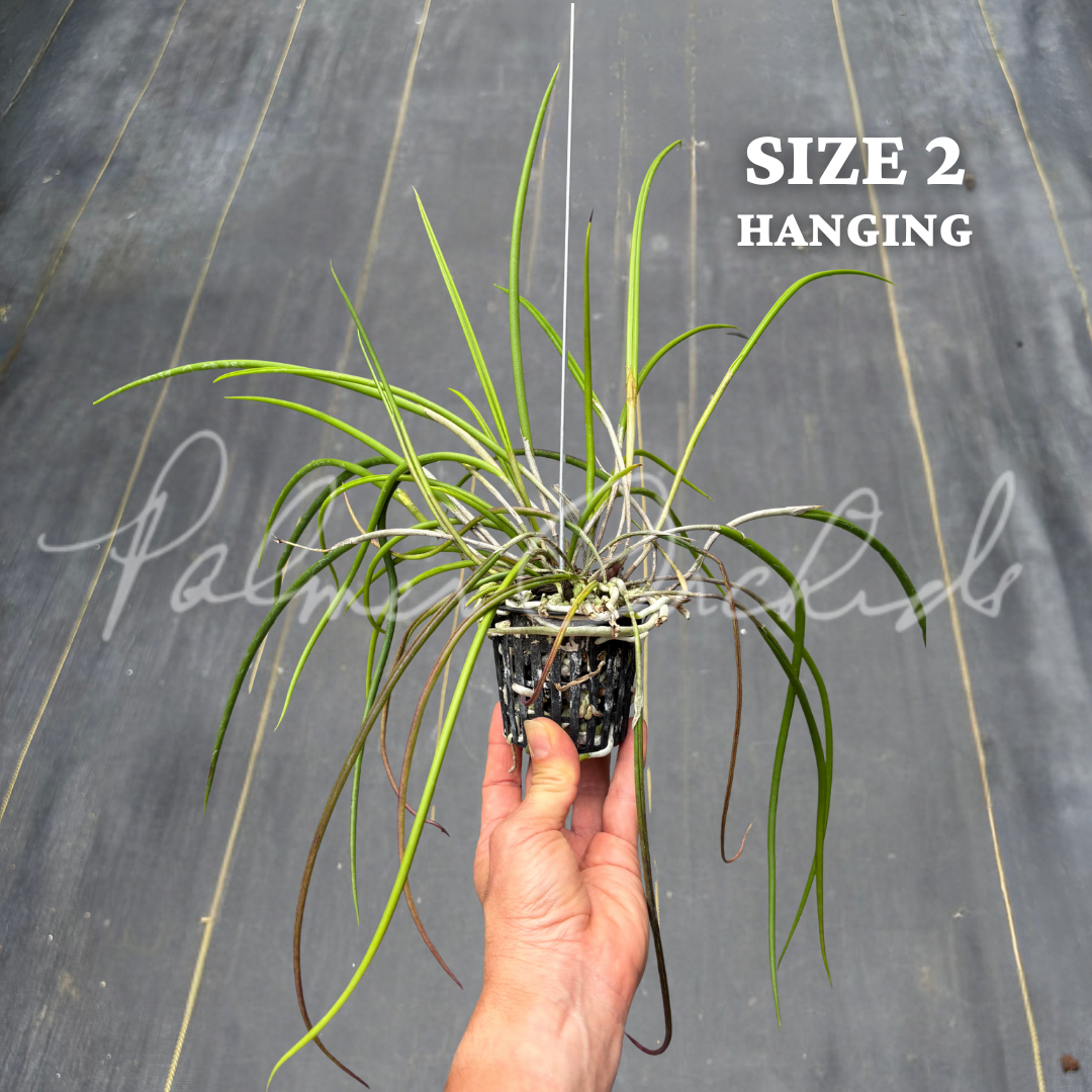 Brassavola SVO Crazyarachno (Brassavola perrinii × Brassavola appendiculata) 9.png