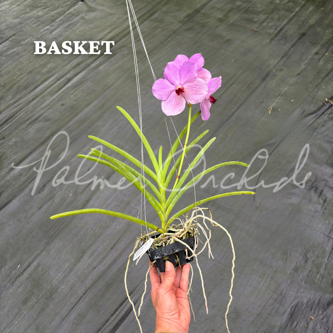 Pda. Mevr. L. Velthuis × V. Nichanan - basket.png