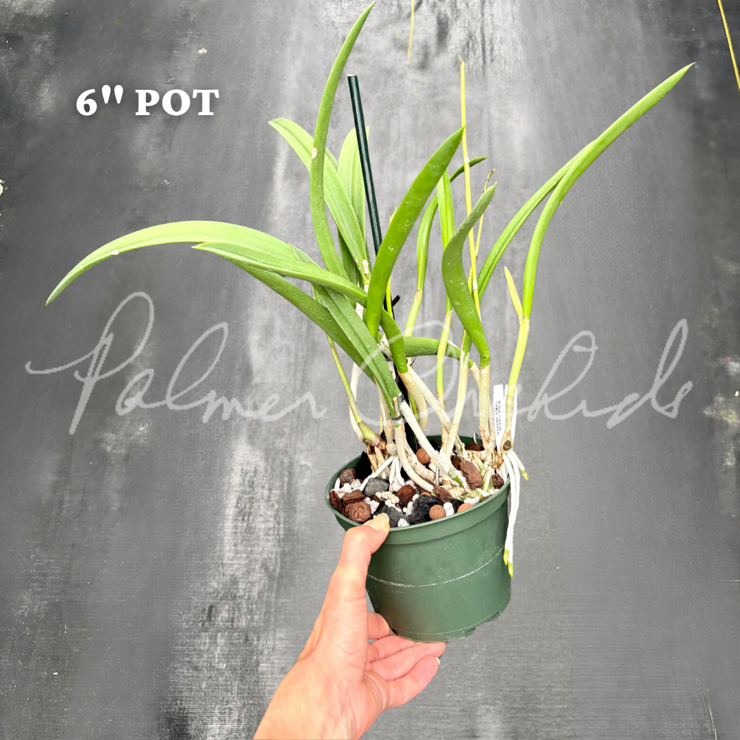 Bc. Yellow Bird 6" Pot.png