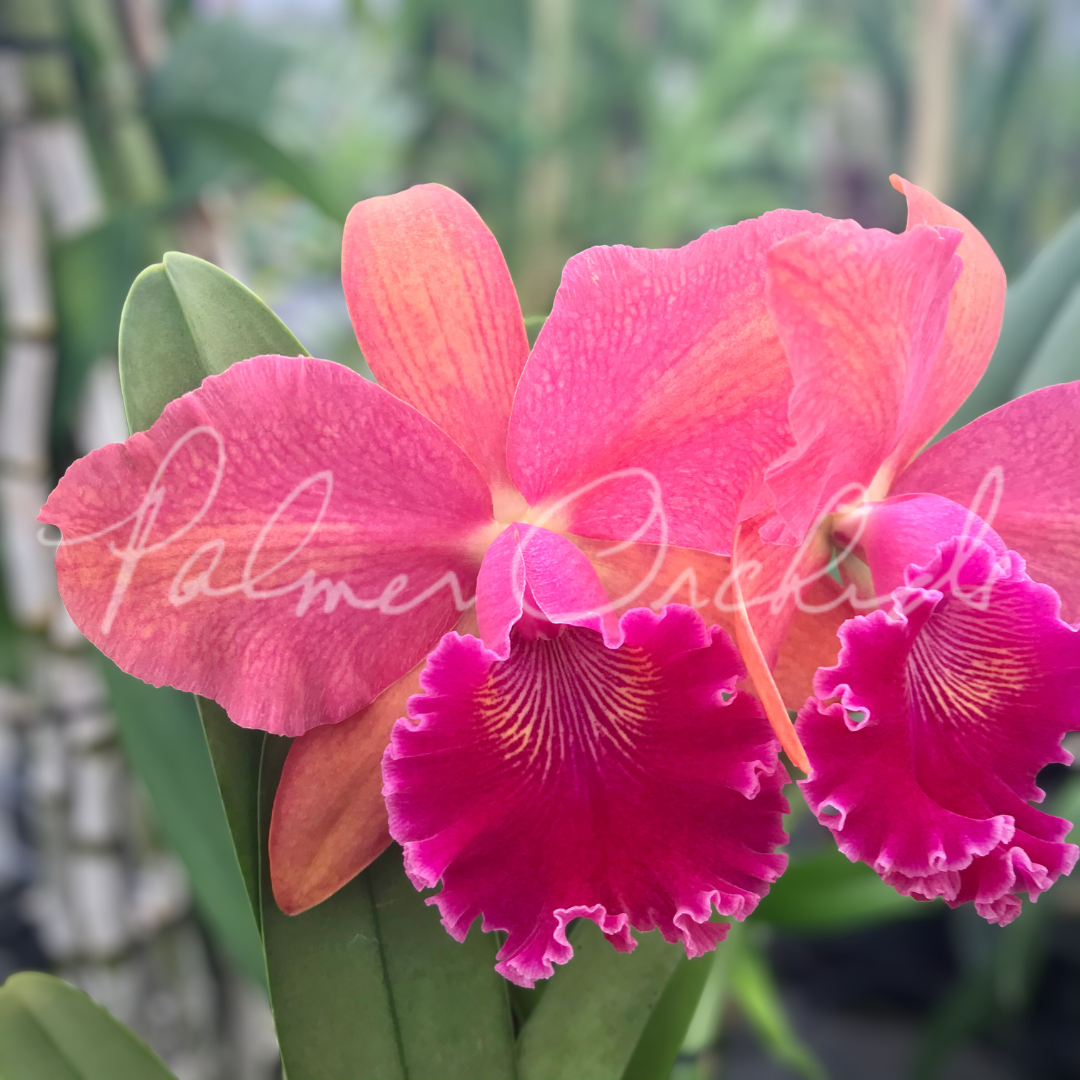 Rlc. Regal Red 'Paradise' - Palmer Orchids Cattleya