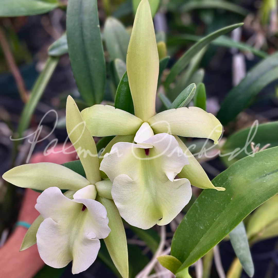 Rhyncholaelia glauca 1.png