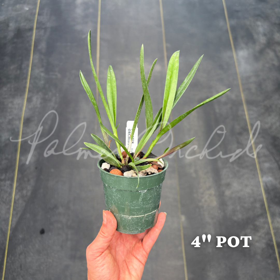 Bc. Star Ruby 'Xanadu' - Palmer Orchids 3.png