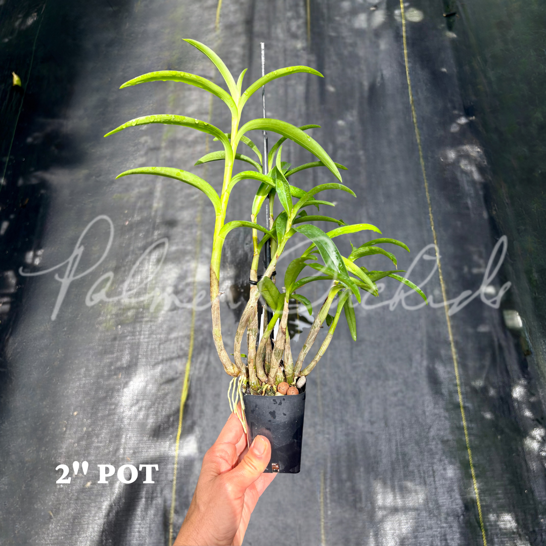 Dendrobium tangerinum Palmer Orchids 6.png