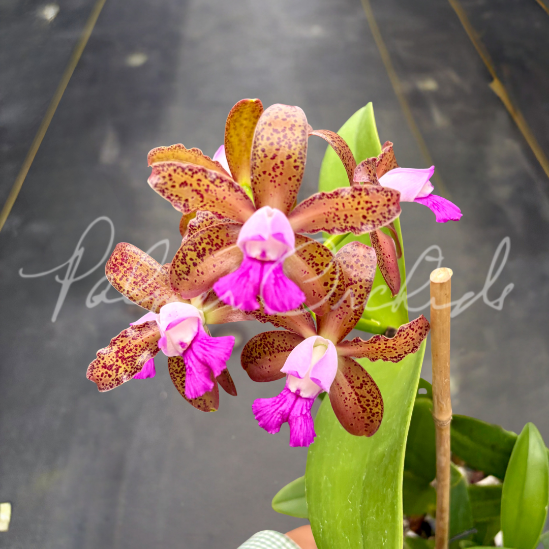 Cattleya tigrina (albina x alba) 3.png