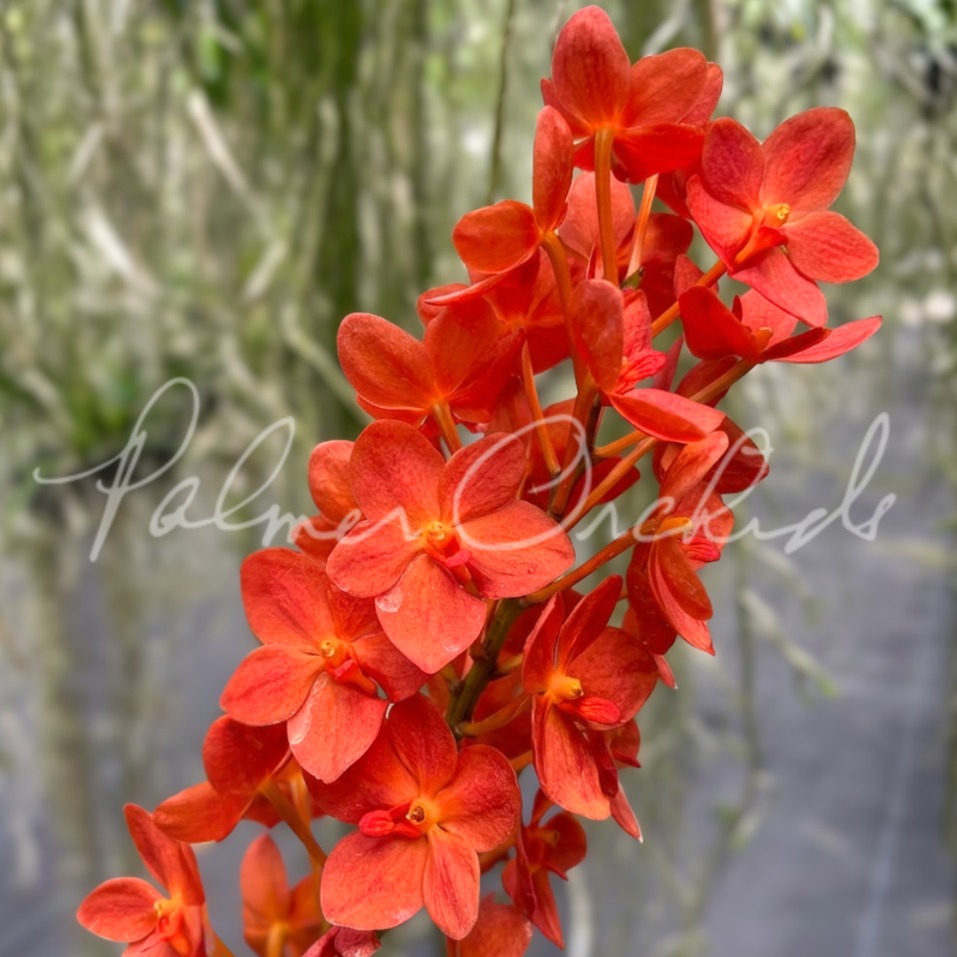 Rntda. Jairak Orange Palmer Orchids 5.png