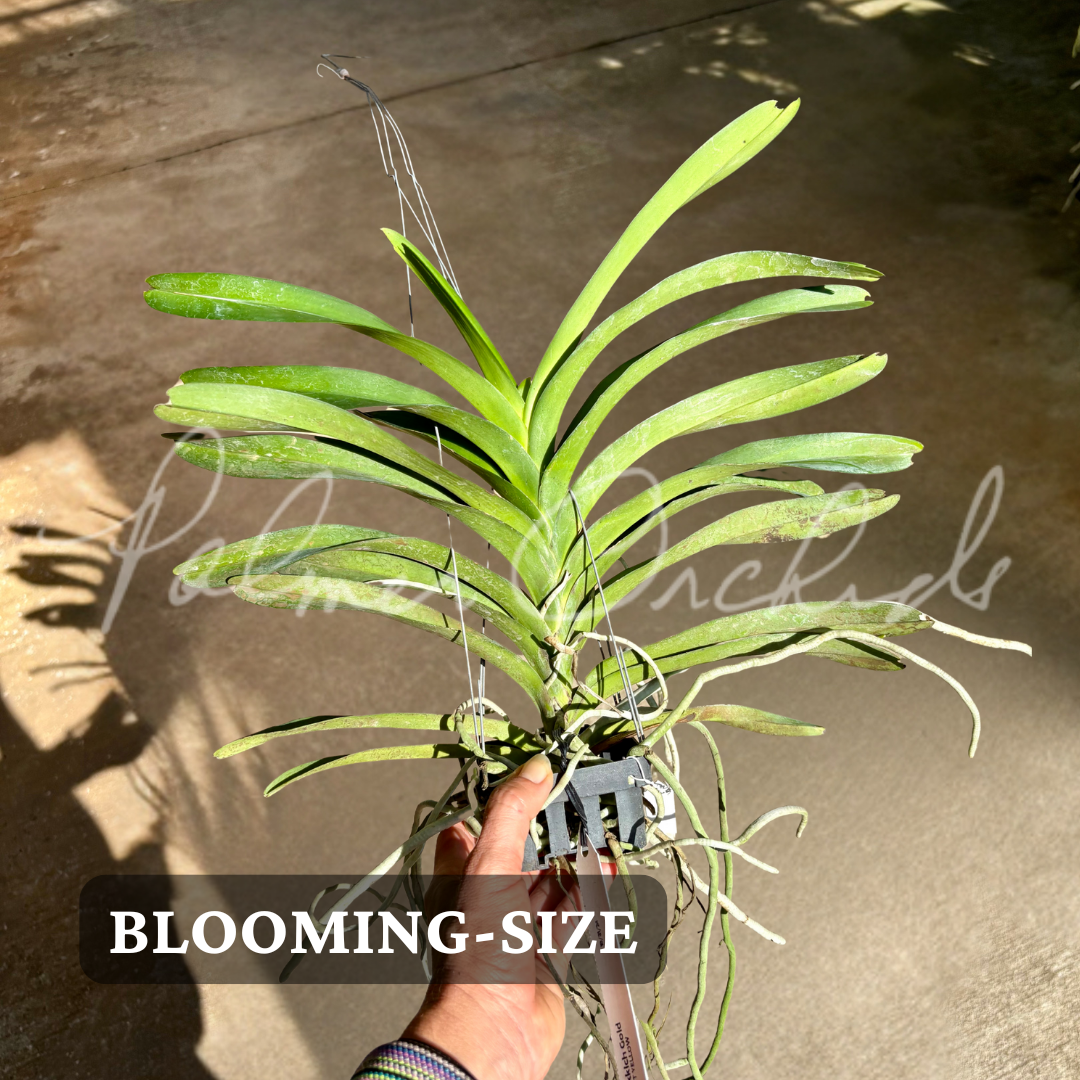Vanda Jukkich Gold 5.png