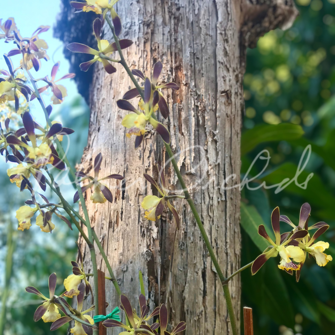 Encyclia alata 1.png
