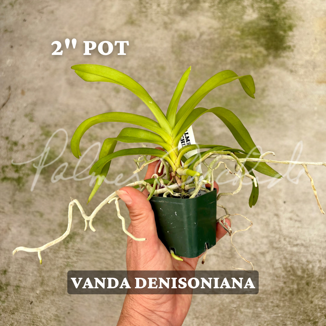 Vanda denisoniana 2_ Pot.png