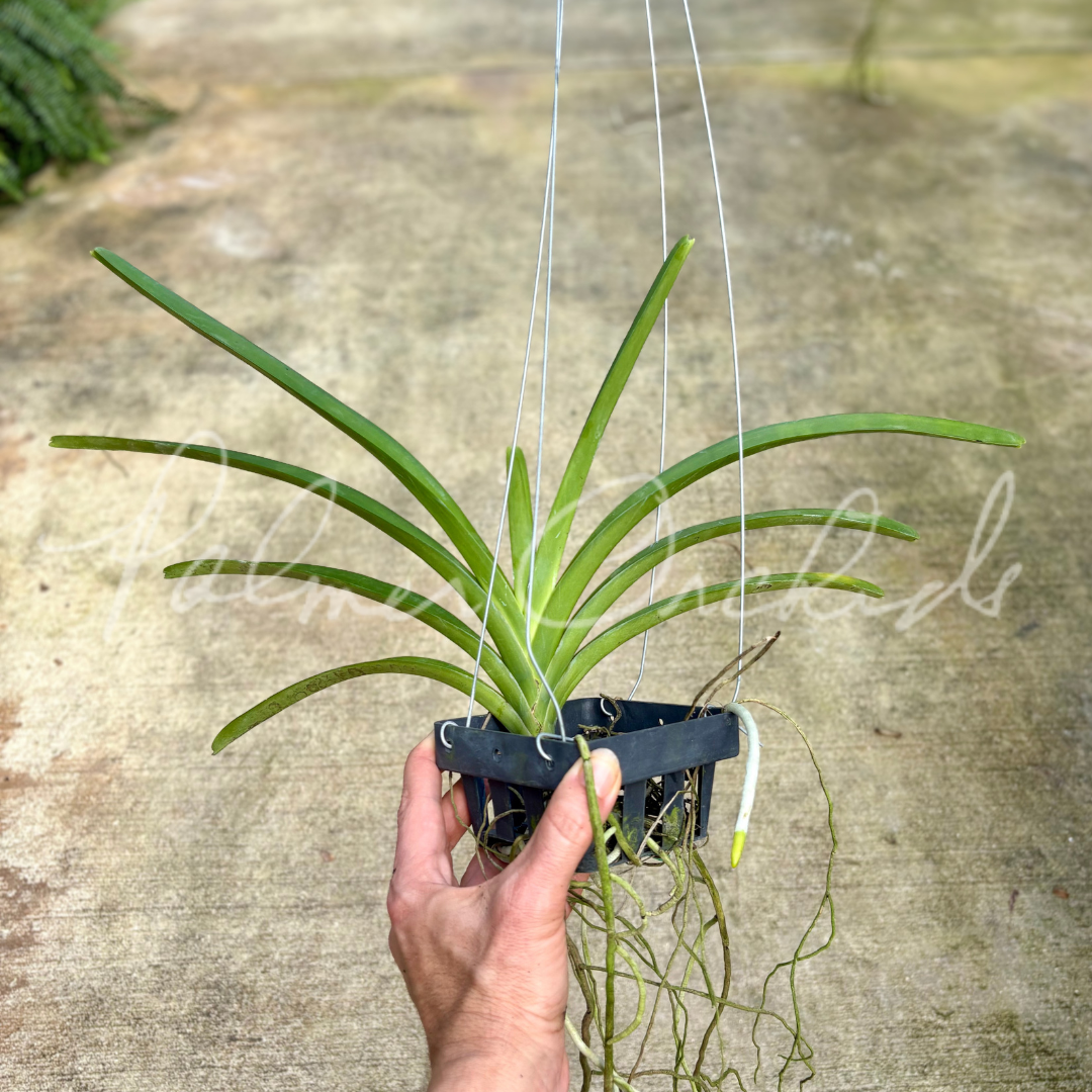 Vanda sanderiana alba.png