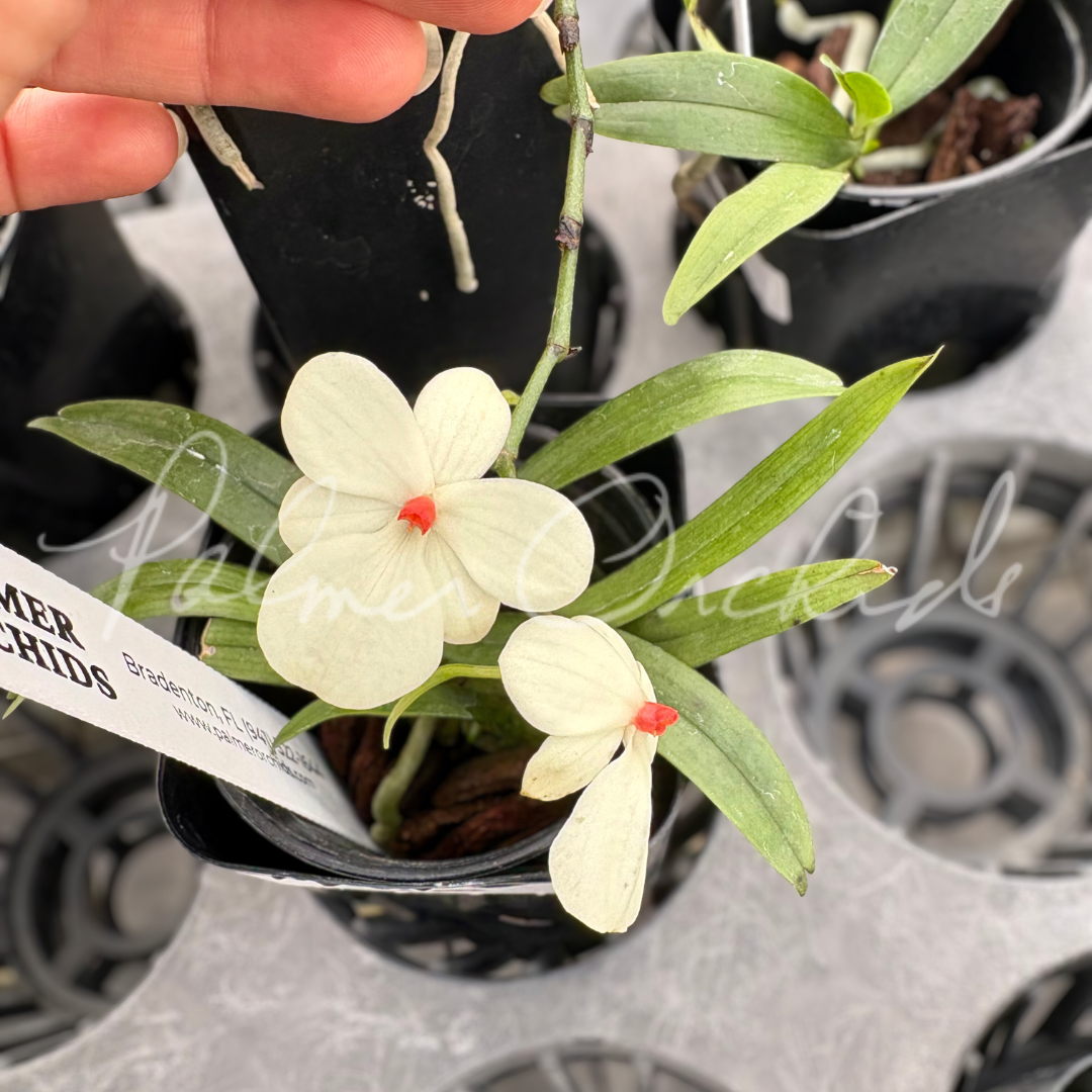 Aerangis luteoalba 3.png