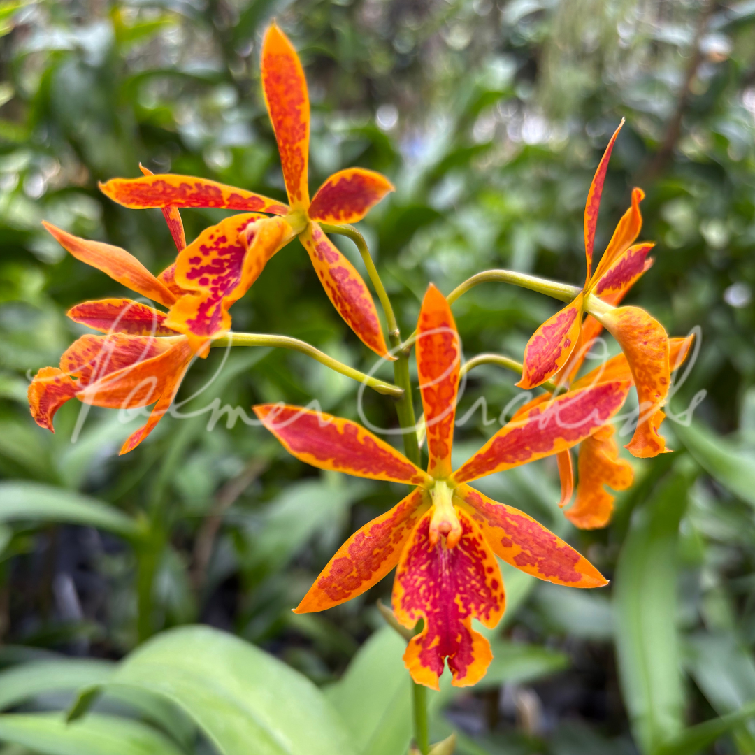 Ett. Volcano Trick 'Paradise' Palmer Orchids 7.png