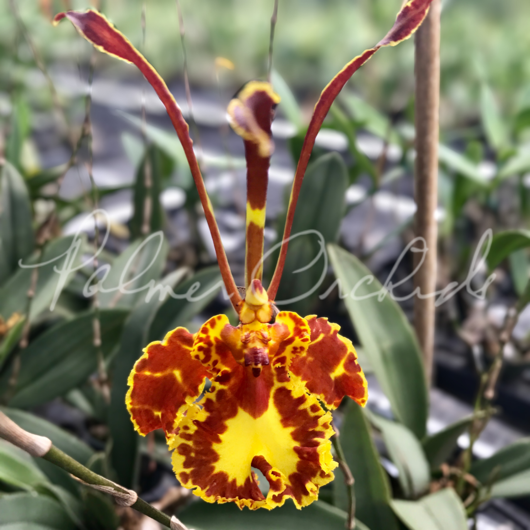 Psychopsis Mariposa