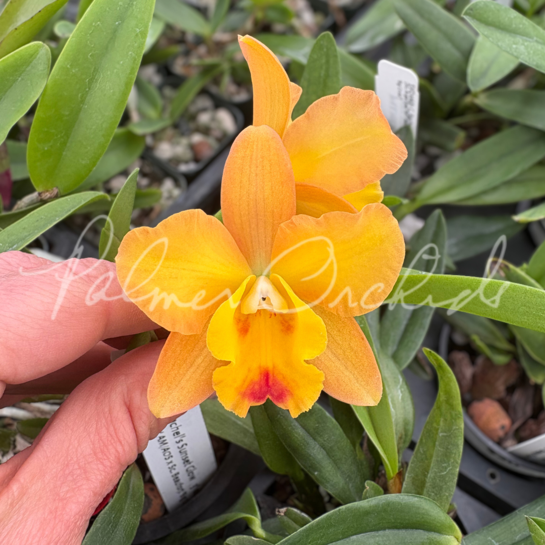 C. Rachel's Sunset Glow