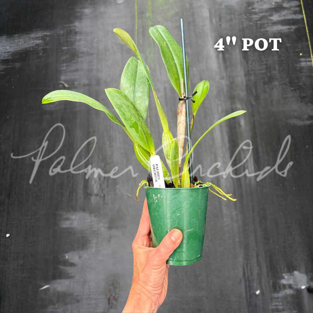 Rlc. Island Charm 'Elizabeth' Palmer Orchids 6.png
