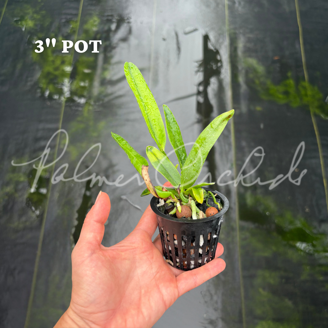 Laelia tenebrosa 3 in pot 2.png