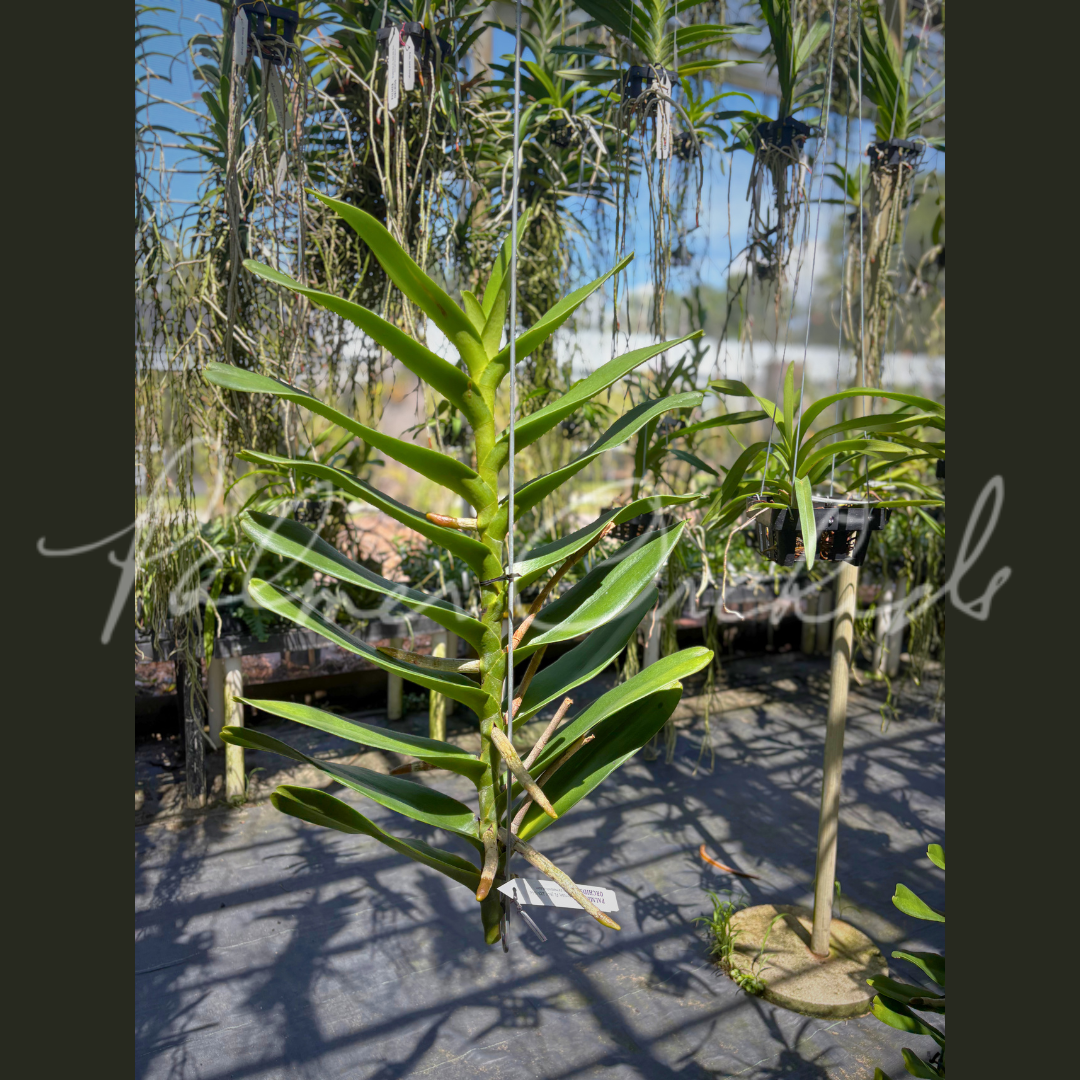 Rnps. Lion's Splendor - Palmer Orchids 4.png