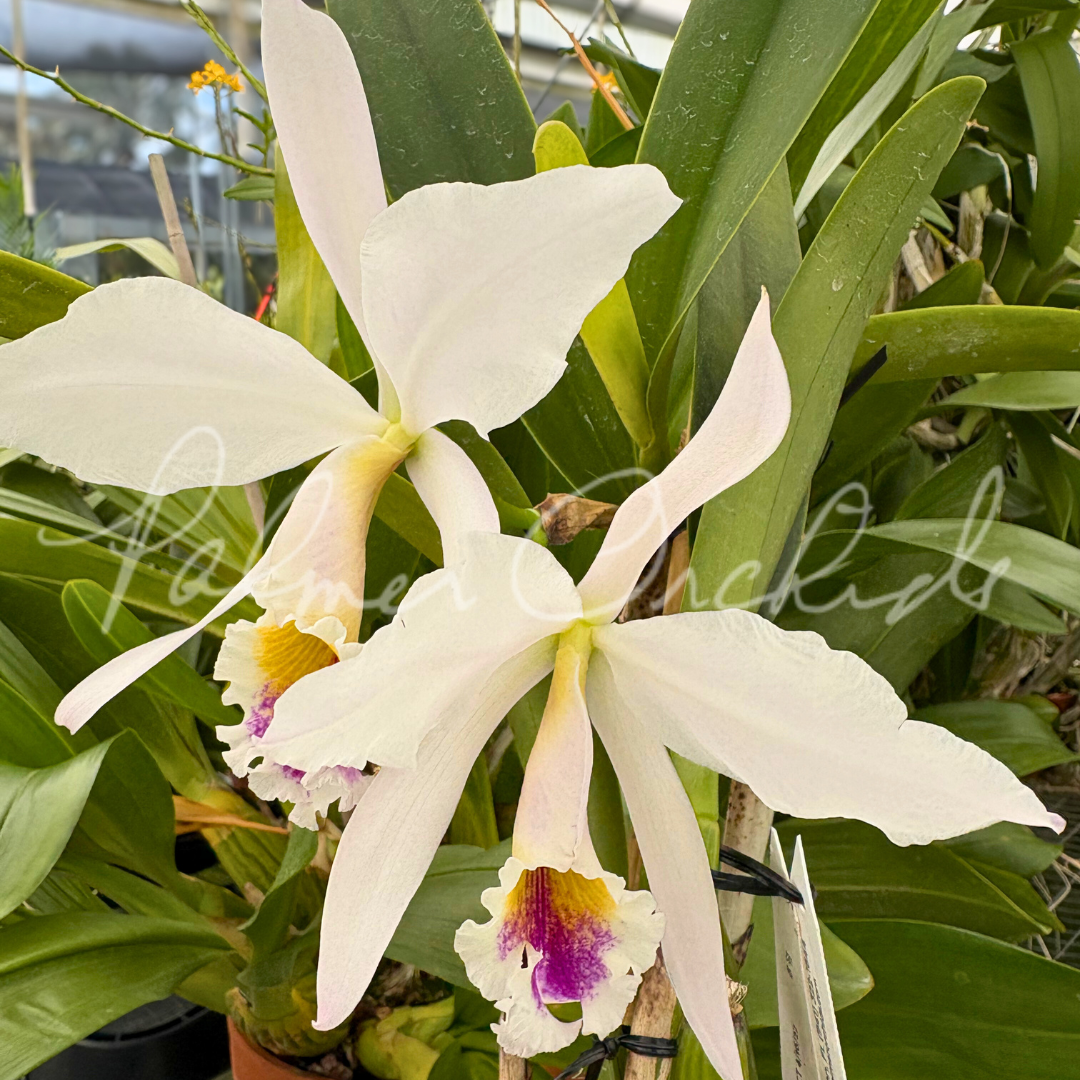 Cattleya jenmanii semi-alba 2.png