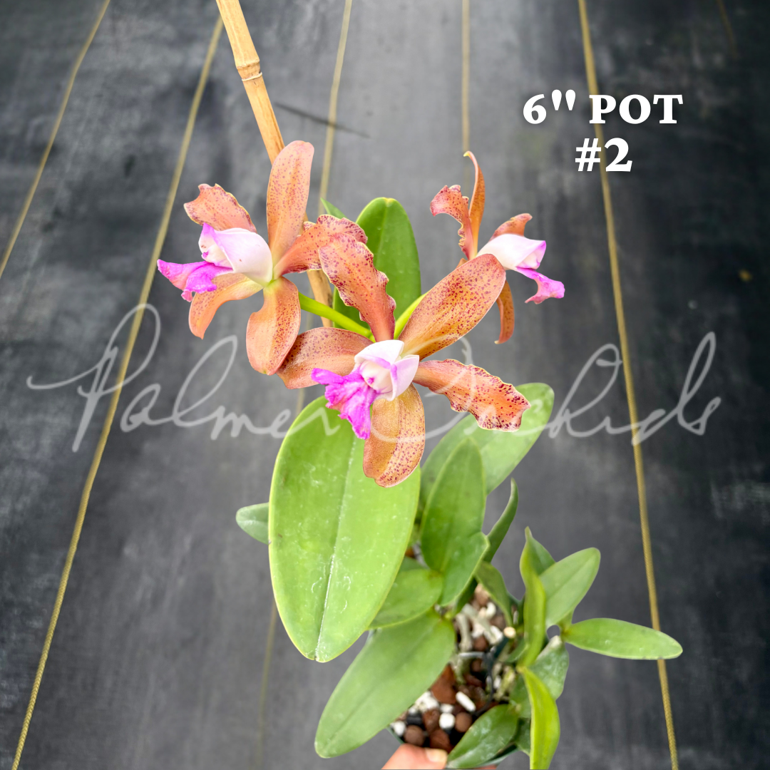 Cattleya tigrina (albina x alba) 4.png