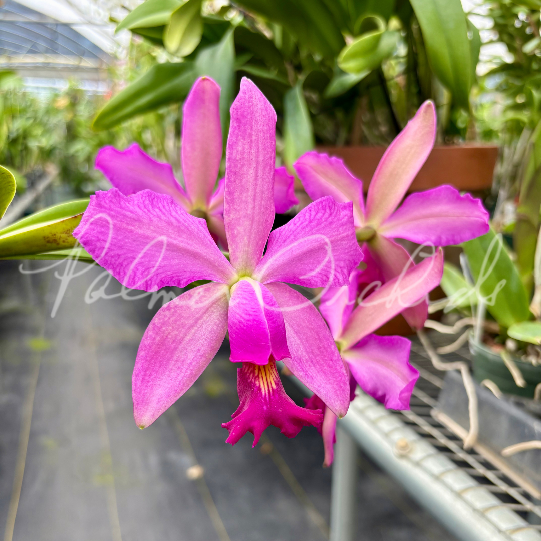 Cattleya Notturno (Cattleya violacea 'Lea' x Cattleya schilleriana 'Big Lip')