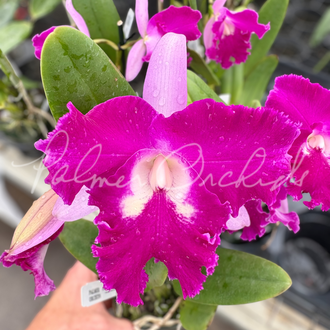 Rlc. Sa-Ngob Delight 'Krarit' Palmer Orchids 3.png