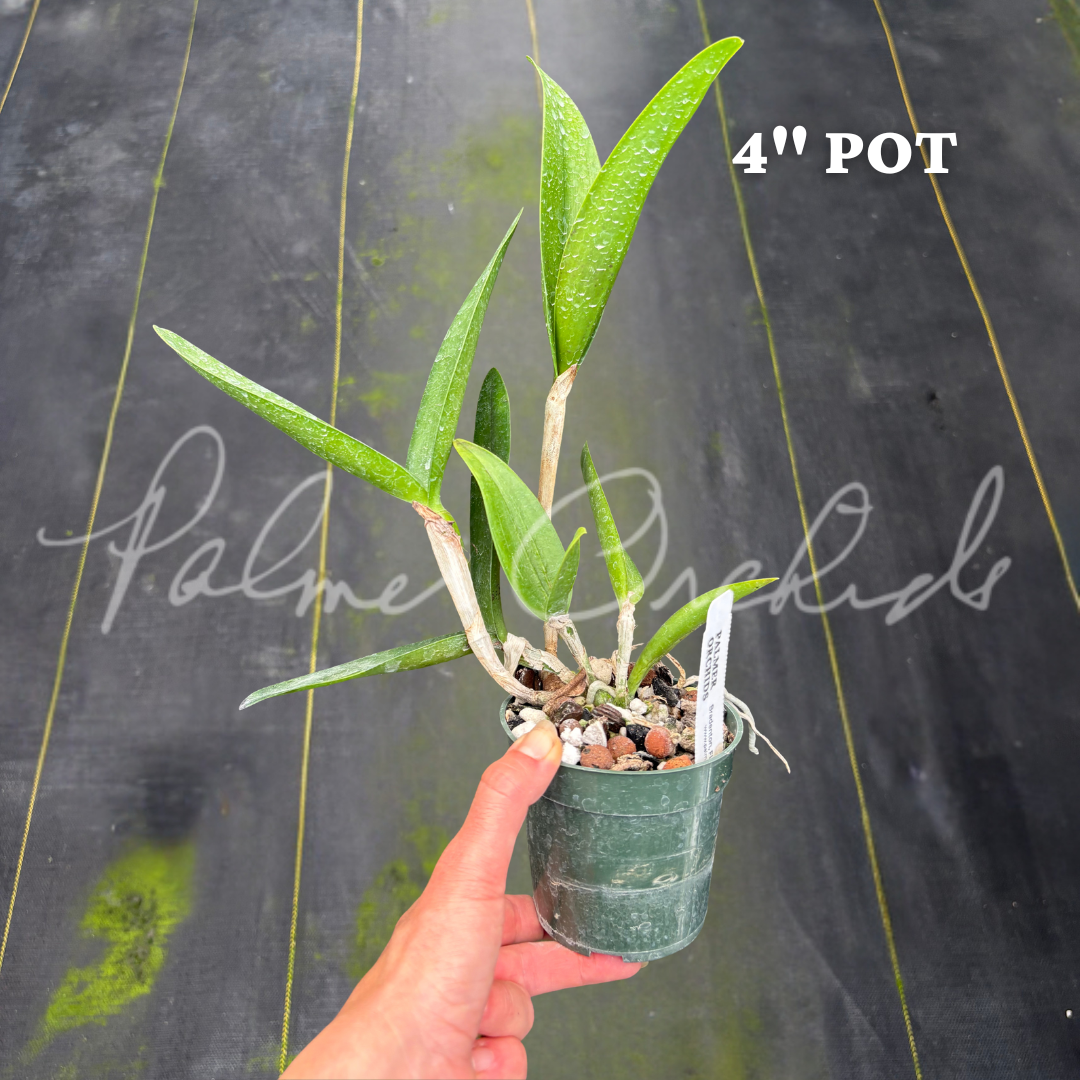 C. Maui Plum 'Volcano Queen' Palmer Orchids - 5.png