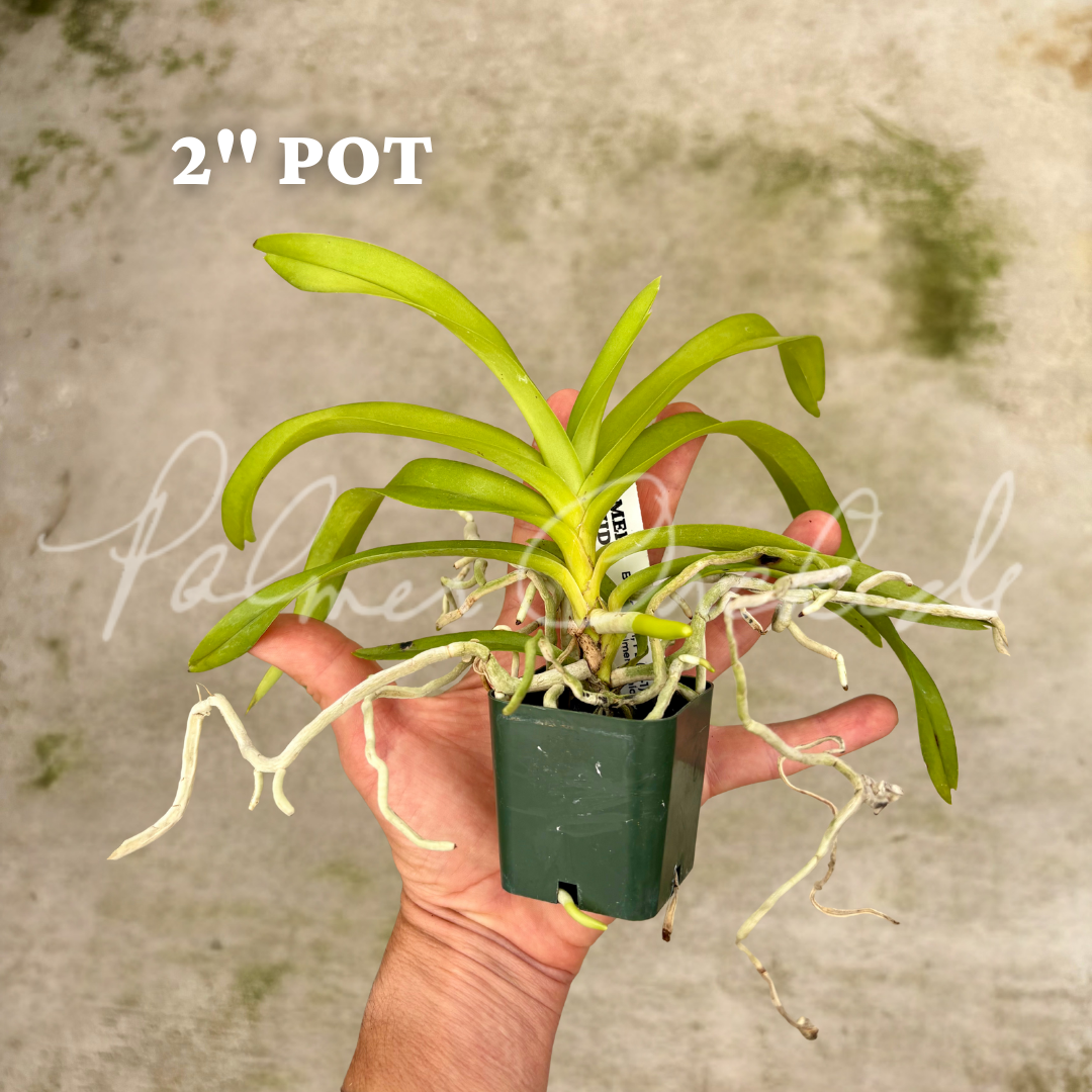 Vanda denisoniana 5.png
