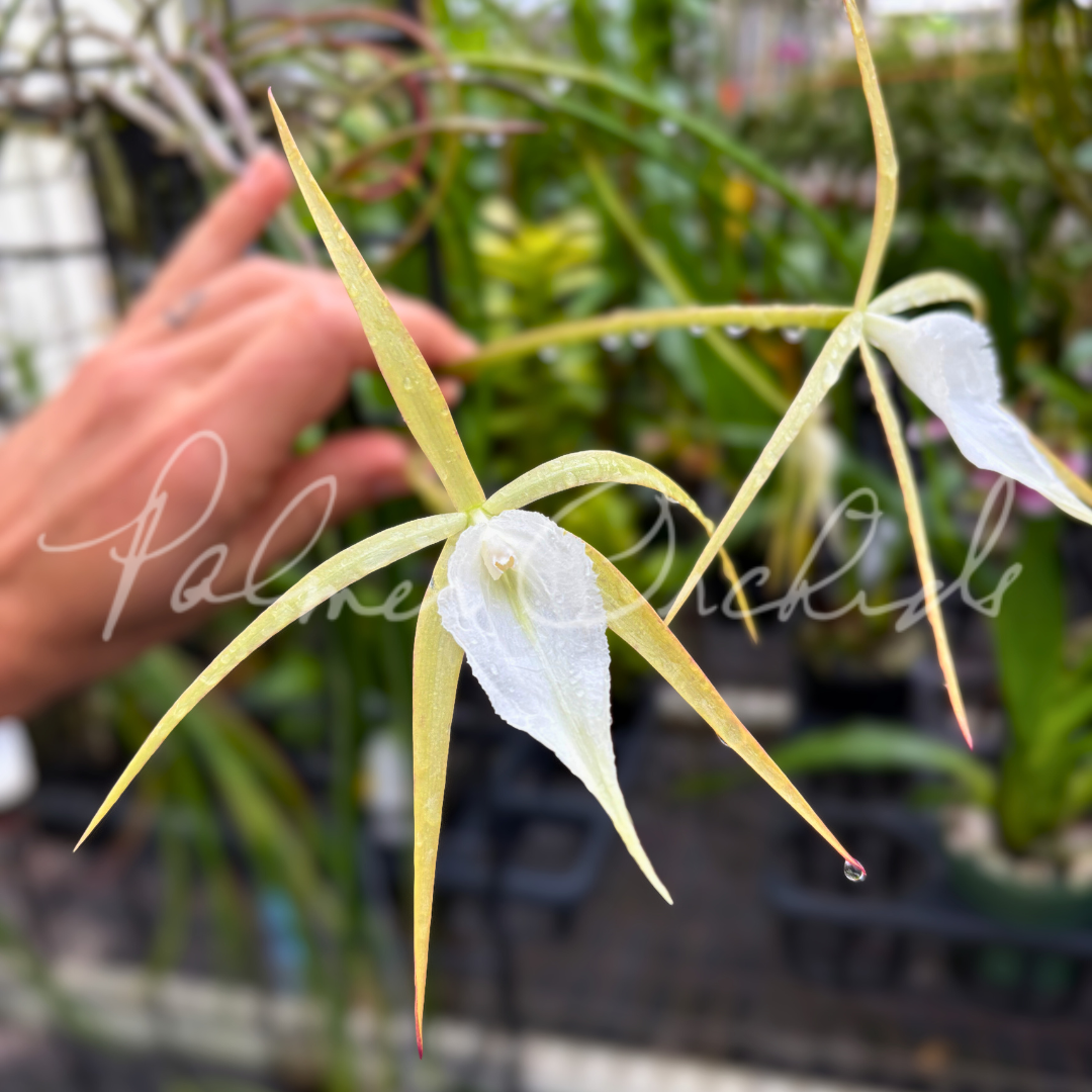 Brassavola SVO Crazyarachno (Brassavola perrinii × Brassavola appendiculata) 2.png